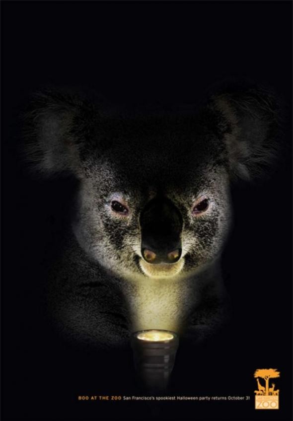 san-francisco-zoo-koala-small-52926