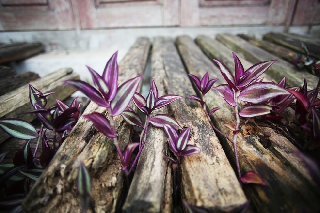 RGB_vn_Nhadep_nha_van#17