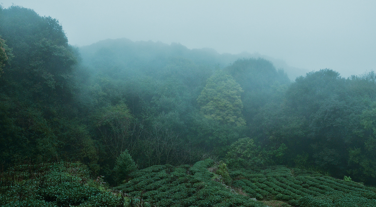 rgb.vn_tea-charlie-thiet-ke-logo-va-bao-bi_02