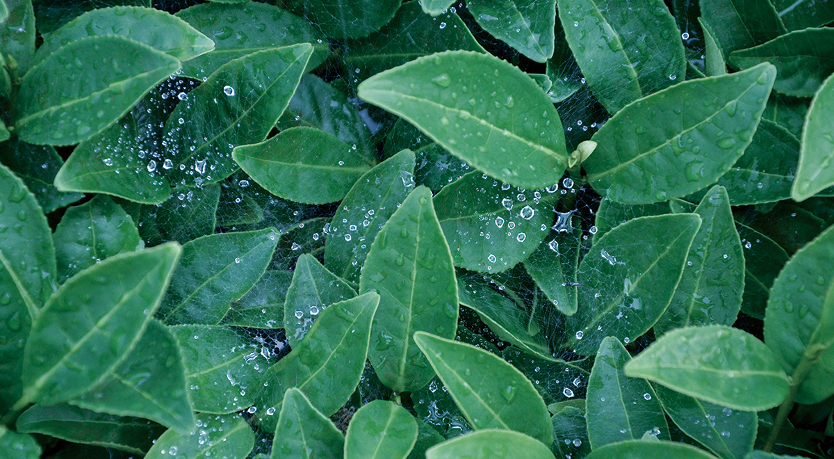 rgb.vn_tea-charlie-thiet-ke-logo-va-bao-bi_03