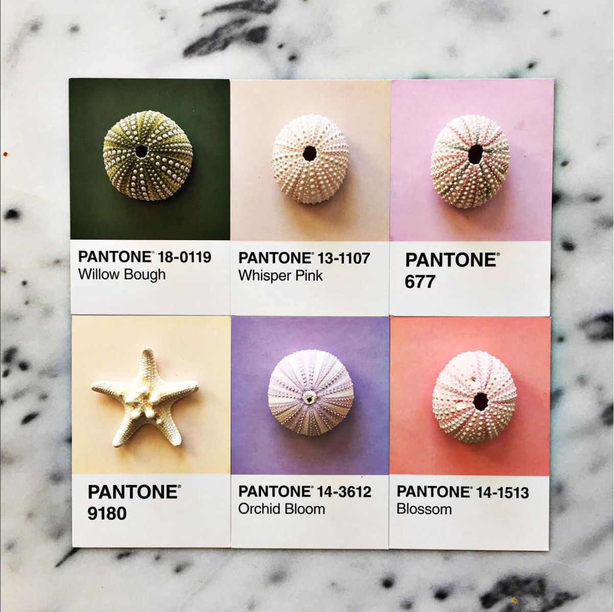 rgb_food_pantone_lucy_07