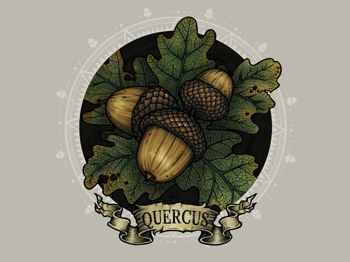 Quercus