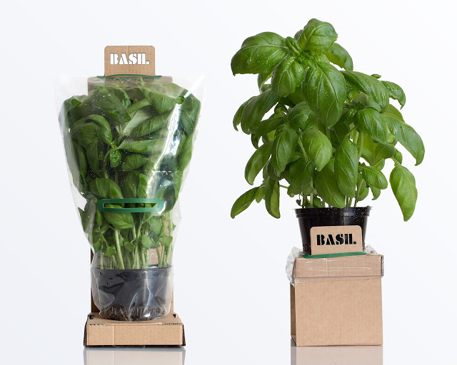 rgb.vn_camhungpackaging8_01