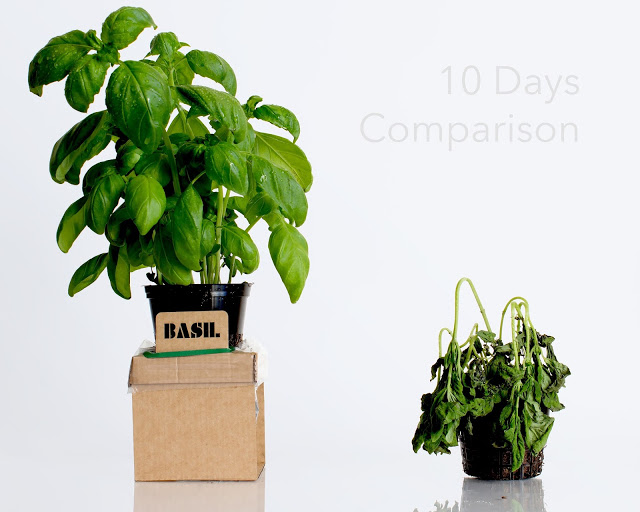 rgb.vn_camhungpackaging8_13