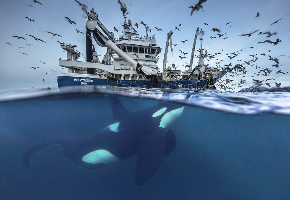 RGB.VN_arcticwhales_01