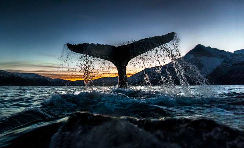 RGB.VN_arcticwhales_08