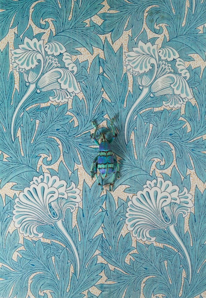 RGV.vn_arthropodia_01