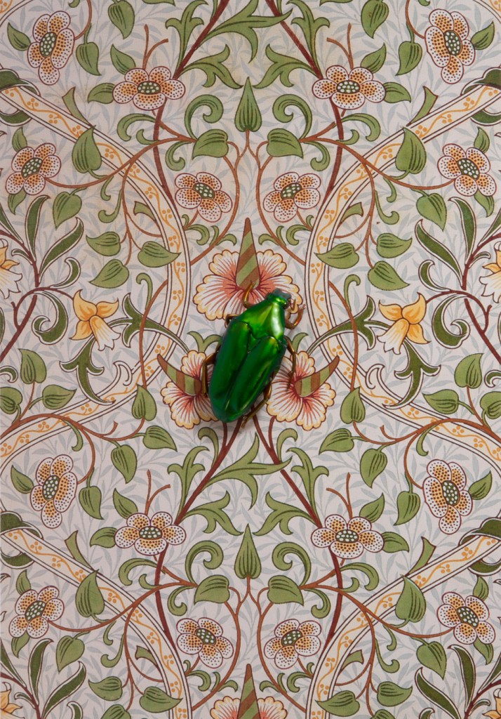 RGV.vn_arthropodia_03