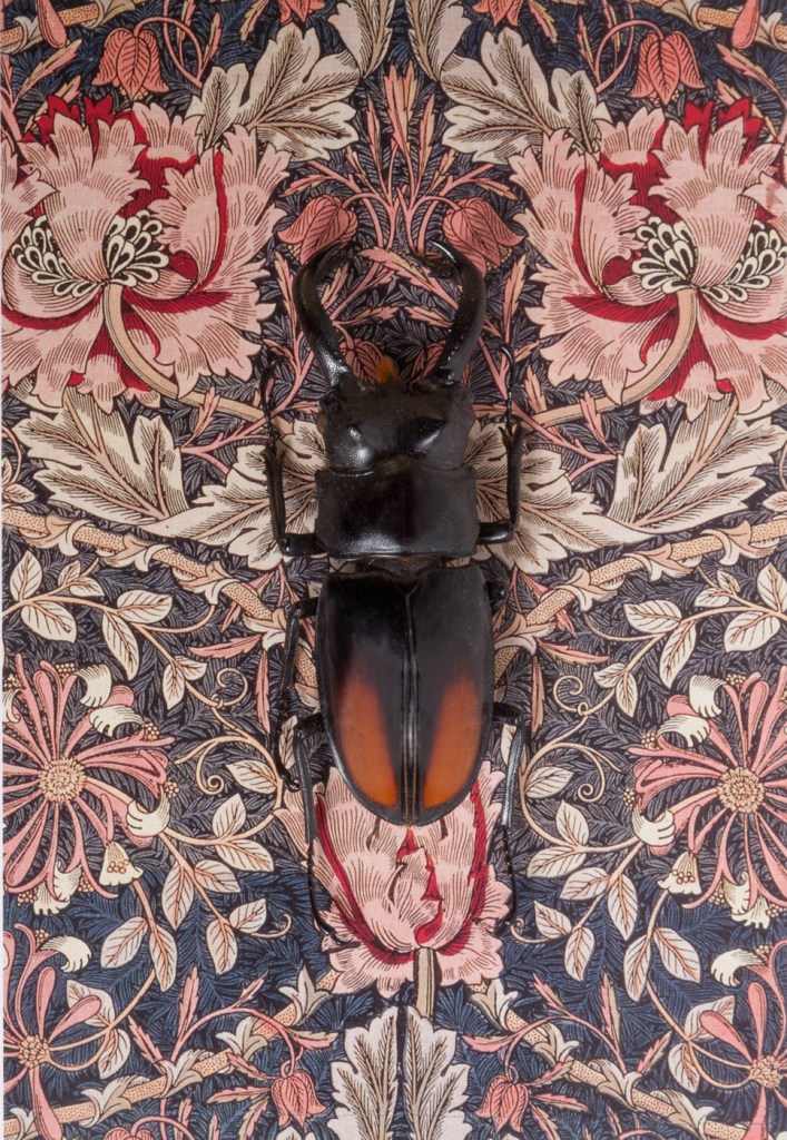 RGV.vn_arthropodia_04