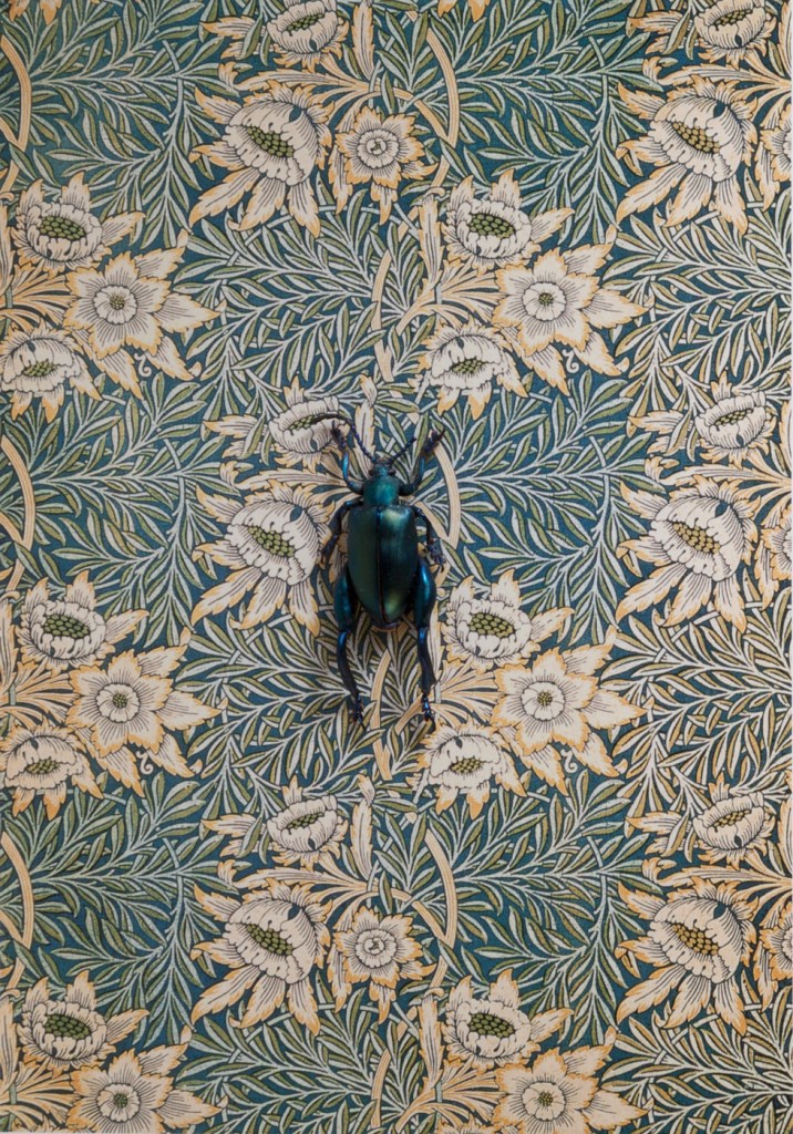 RGV.vn_arthropodia_05