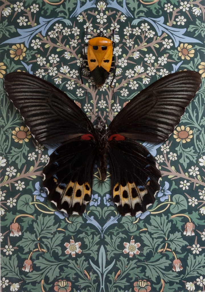 RGV.vn_arthropodia_06