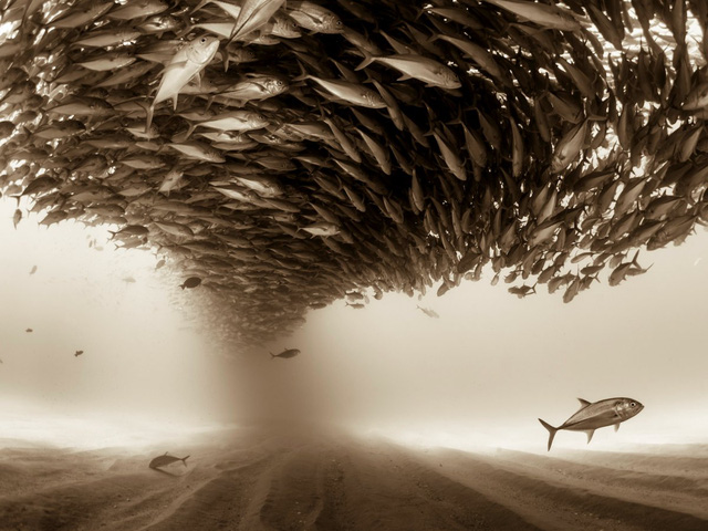 rgb_creative_33tamanhdepsony_1