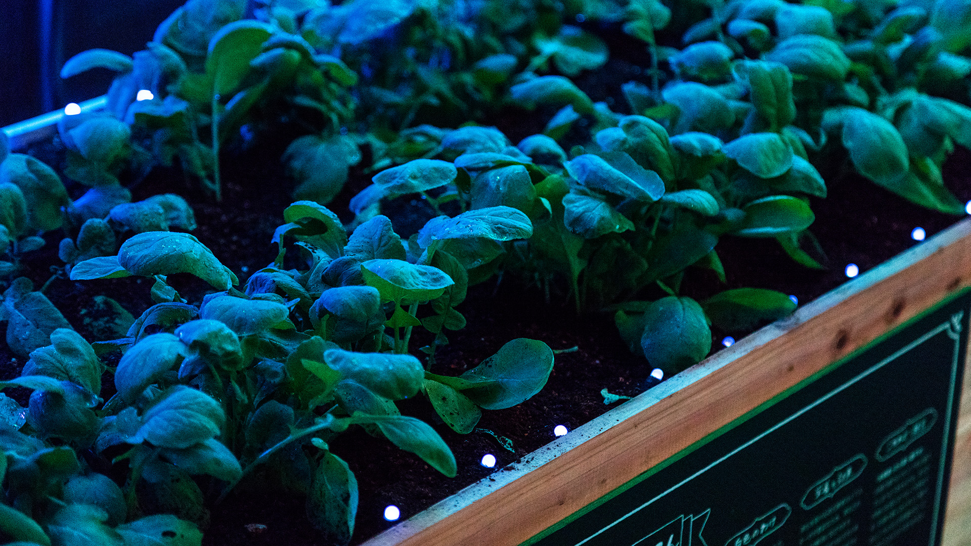 rgb_creative_ideas--digital-vegetable-japan-greenhouse-03