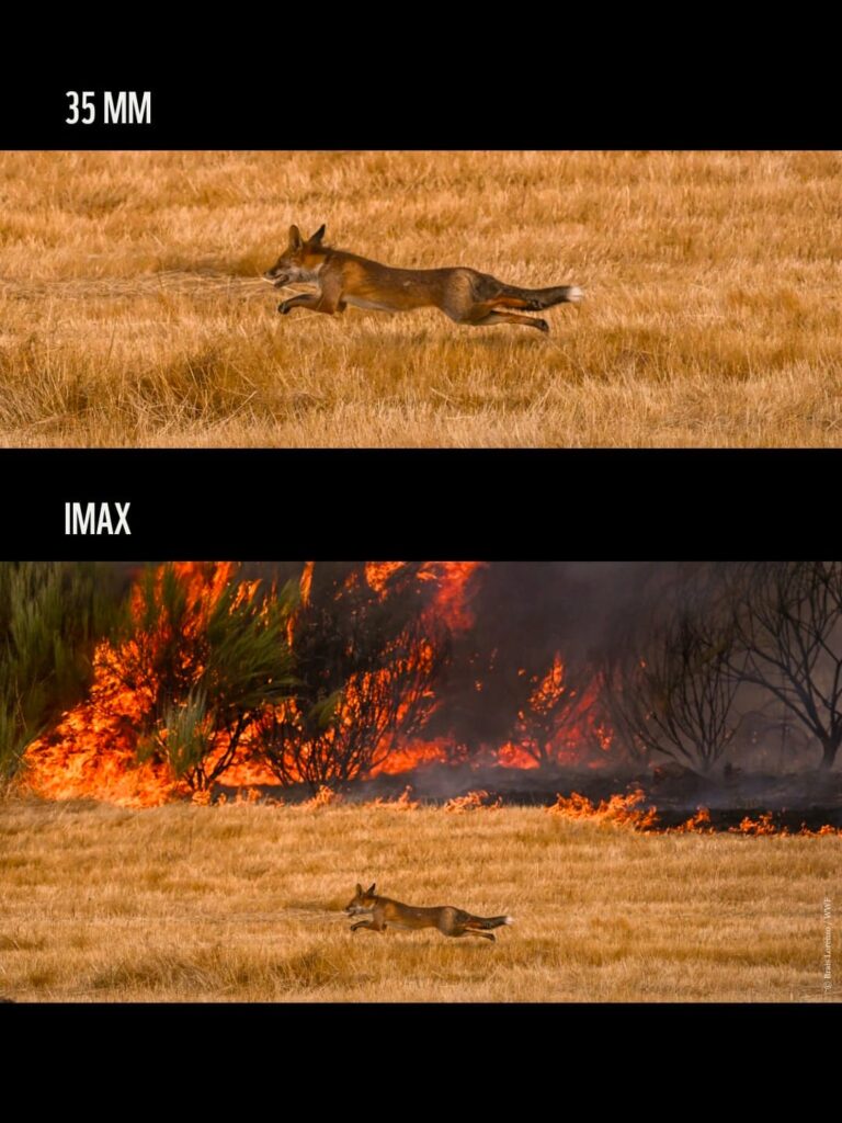 WWF bắt trend IMAX để tạo cú “mở khung hình” đầy ám ảnh về cháy rừng