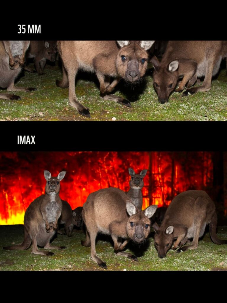 WWF bắt trend IMAX để tạo cú “mở khung hình” đầy ám ảnh về cháy rừng